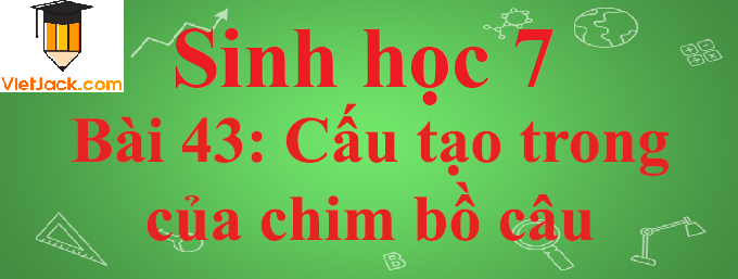 Sinh học lớp 7 Bài 43: Cấu tạo trong của chim bồ câu ngắn nhất