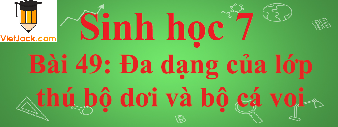 Sinh học lớp 7 Bài 49: Đa dạng của lớp thú bộ dơi và bộ cá voi ngắn nhất