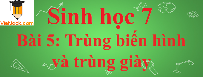 Sinh học lớp 7 Bài 5: Trùng biến hình và trùng giày ngắn nhất