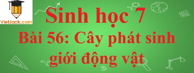 Sinh học lớp 7 Bài 56: Cây phát sinh giới động vật ngắn nhất