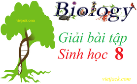 Sinh học 8 (sách mới) | Soạn, Giải Sinh 8 (sách mới)