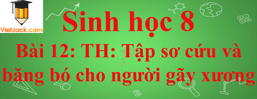 Sinh học lớp 8 Bài 12: Thực hành: Tập sơ cứu và băng bó cho người gãy xương ngắn nhất