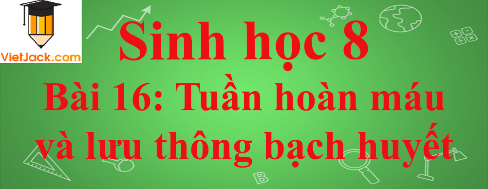 Sinh học lớp 8 Bài 16: Tuần hoàn máu và lưu thông bạch huyết ngắn nhất