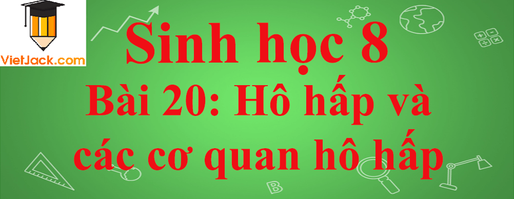 Sinh học lớp 8 Bài 20: Hô hấp và các cơ quan hô hấp ngắn nhất