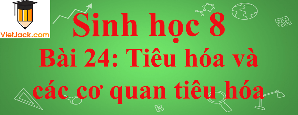 Sinh học lớp 8 Bài 24: Tiêu hóa và các cơ quan tiêu hóa ngắn nhất