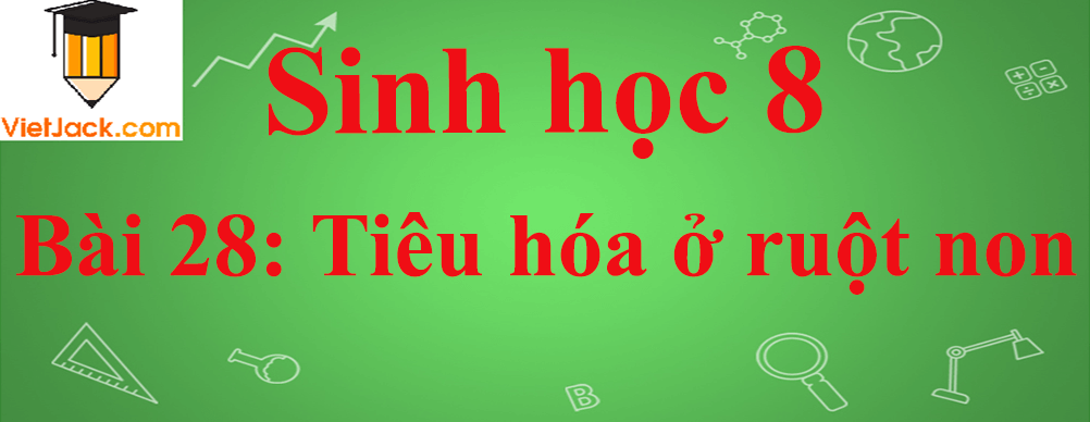 Sinh học lớp 8 Bài 28: Tiêu hóa ở ruột non ngắn nhất