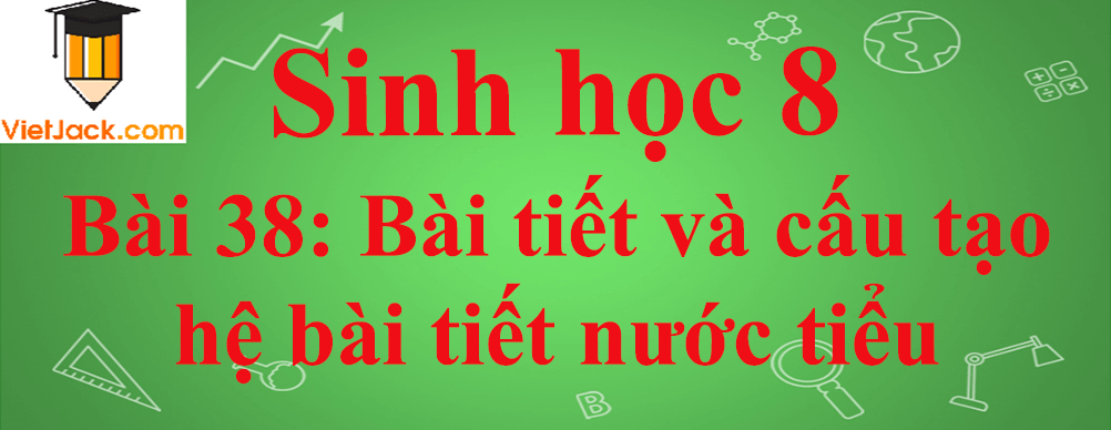 Sinh học lớp 8 Bài 38: Bài tiết và cấu tạo hệ bài tiết nước tiểu ngắn nhất