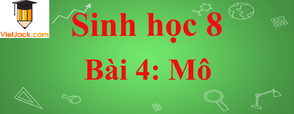 Sinh học lớp 8 Bài 4: Mô ngắn nhất