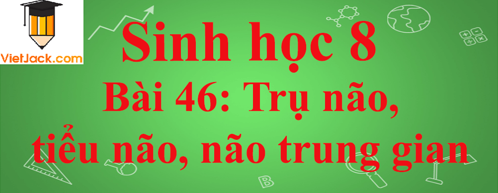 Sinh học lớp 8 Bài 46: Trụ não, tiểu não, não trung gian ngắn nhất