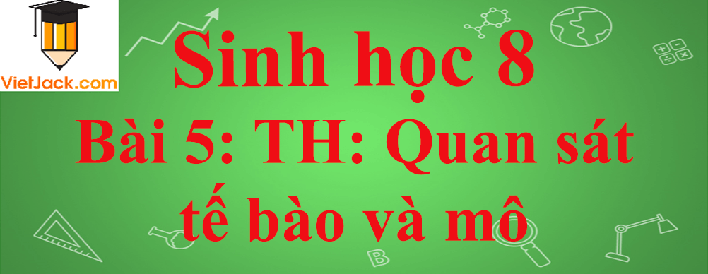 Sinh học lớp 8 Bài 5: Thực hành: Quan sát tế bào và mô ngắn nhất