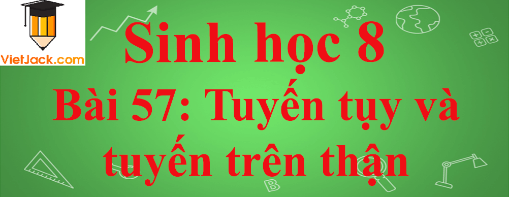 Sinh học lớp 8 Bài 57: Tuyến tụy và tuyến trên thận ngắn nhất