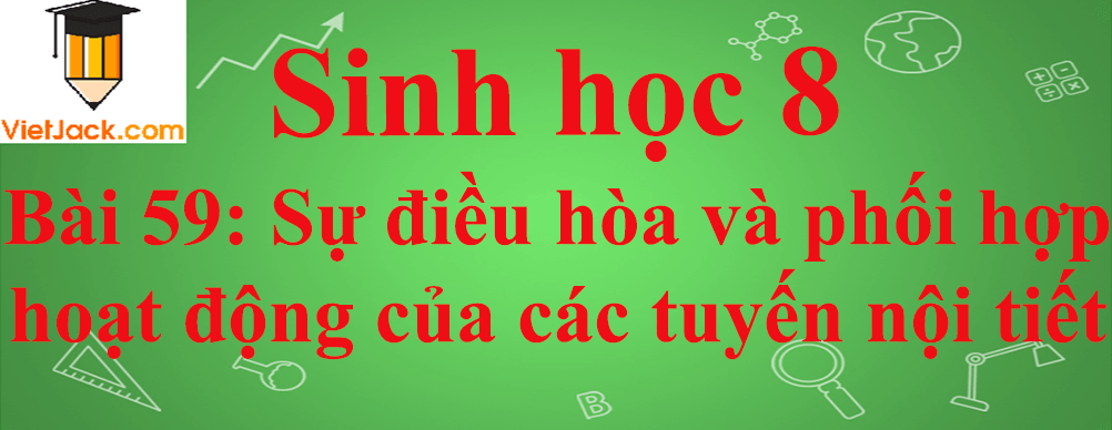 Sinh học lớp 8 Bài 59: Sự điều hòa và phối hợp hoạt động của các tuyến nội tiết ngắn nhất