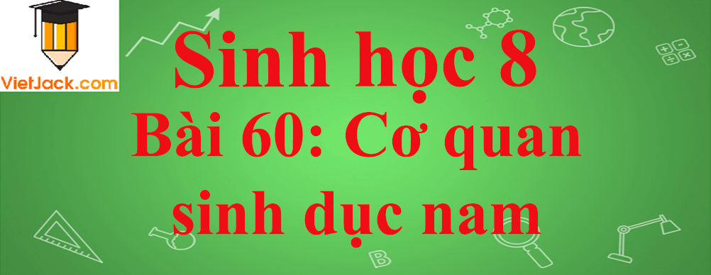 Sinh học lớp 8 Bài 60: Cơ quan sinh dục nam ngắn nhất