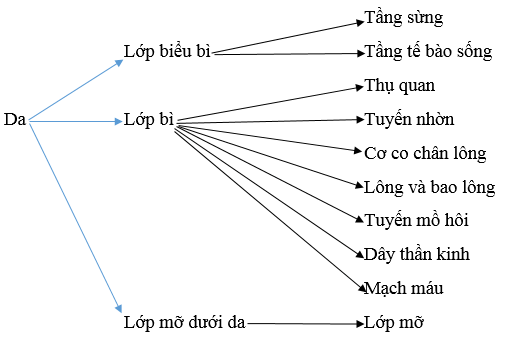 Giải bài tập Sinh học 8 | Trả lời câu hỏi Sinh 8