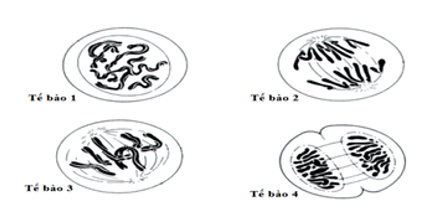 Sinh học 9 Bài 14 (ngắn nhất): Thực hành: Quan sát hình thái nhiễm sắc thể