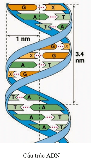 Sinh học 9 Bài 20 (ngắn nhất): Thực hành: Quan sát và lắp mô hình ADN