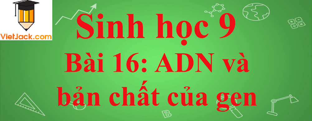 Sinh học lớp 9 Bài 16: ADN và bản chất của gen ngắn nhất