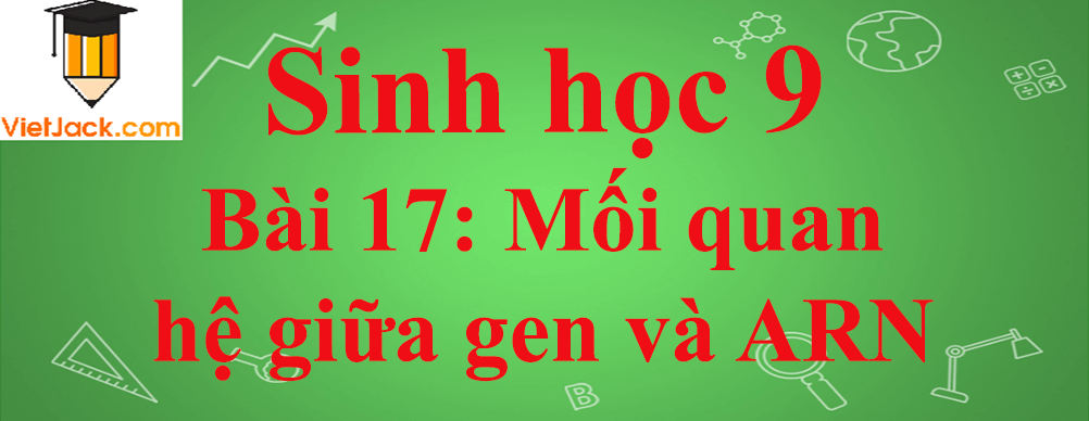 Sinh học lớp 9 Bài 17: Mối quan hệ giữa gen và ARN ngắn nhất