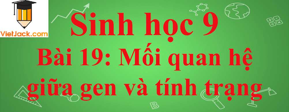 Sinh học lớp 9 Bài 19: Mối quan hệ giữa gen và tính trạng ngắn nhất