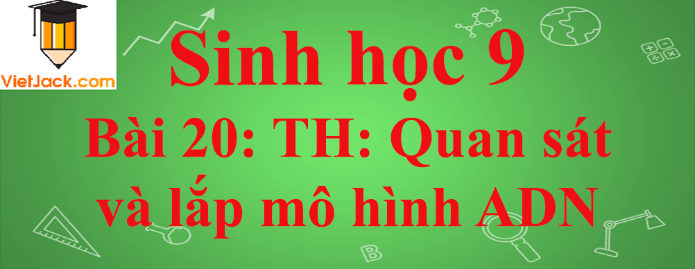 Sinh học lớp 9 Bài 20: Thực hành: Quan sát và lắp mô hình ADN ngắn nhất