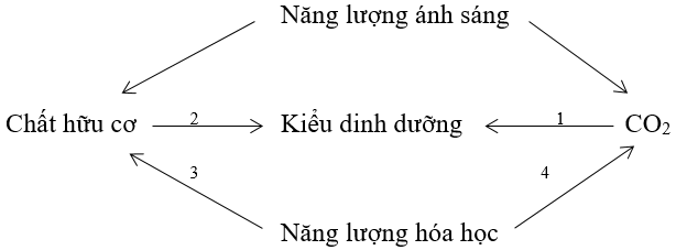 Các kiểu dinh dưỡng của vi sinh vật | Để học tốt Sinh 10