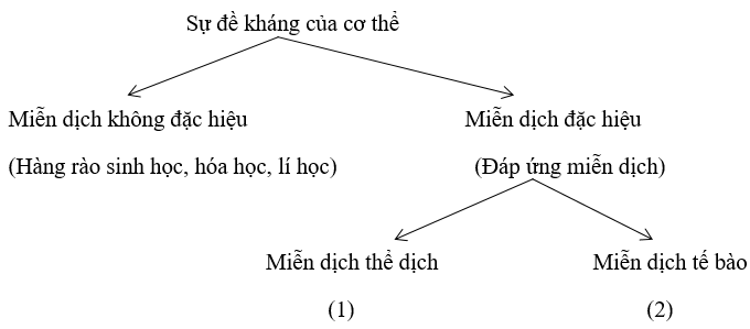 Hãy cho ví dụ minh họa từng loại miễn dịch (1) và (2) | Để học tốt Sinh 10