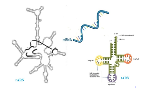 Lý thuyết Sinh học 10 Bài 6: Axit nuclêic | Lý thuyết Sinh học 10 ngắn gọn