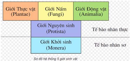 Lý thuyết Sinh học 10 Bài 2: Các giới sinh vật | Lý thuyết Sinh học 10 ngắn gọn