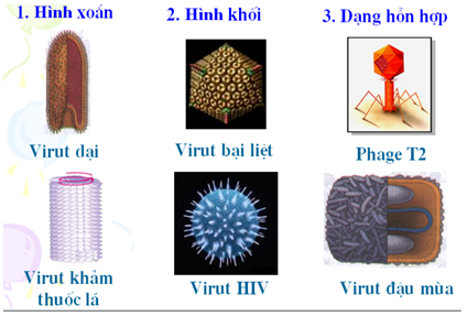 Lý thuyết Sinh học 10 Bài 29: Cấu trúc của các loại virut | Lý thuyết Sinh học 10 ngắn gọn