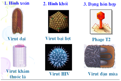 Sinh học 10 Bài 29: Cấu trúc của các loại virut