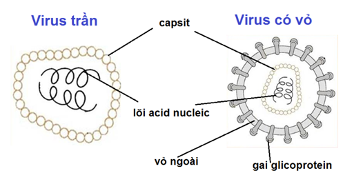 Sinh học 10 Bài 29: Cấu trúc của các loại virut