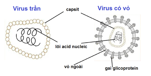 Lý thuyết Sinh học 10 Bài 29: Cấu trúc của các loại virut | Lý thuyết Sinh học 10 ngắn gọn