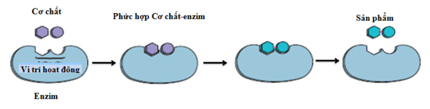 Sinh học 10 Bài 14: Enzim và vai trò của enzim trong quá trình chuyển hóa vật chất