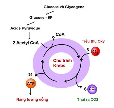 Lý thuyết Sinh học 10 Bài 16 Kết nối tri thức, Chân trời sáng tạo, Cánh diều