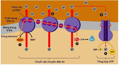 Lý thuyết Sinh học 10 Bài 16 Kết nối tri thức, Chân trời sáng tạo, Cánh diều