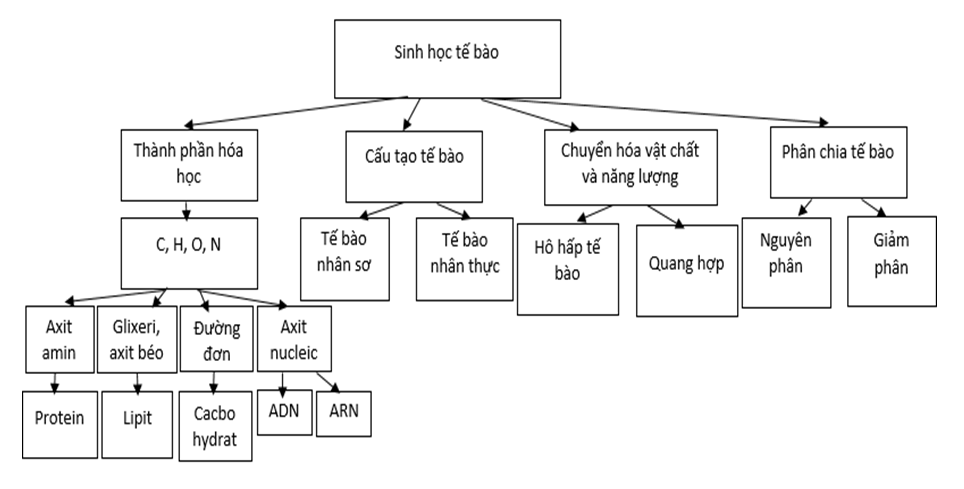 Lý thuyết Sinh học 10 Bài 21 Kết nối tri thức, Chân trời sáng tạo, Cánh diều