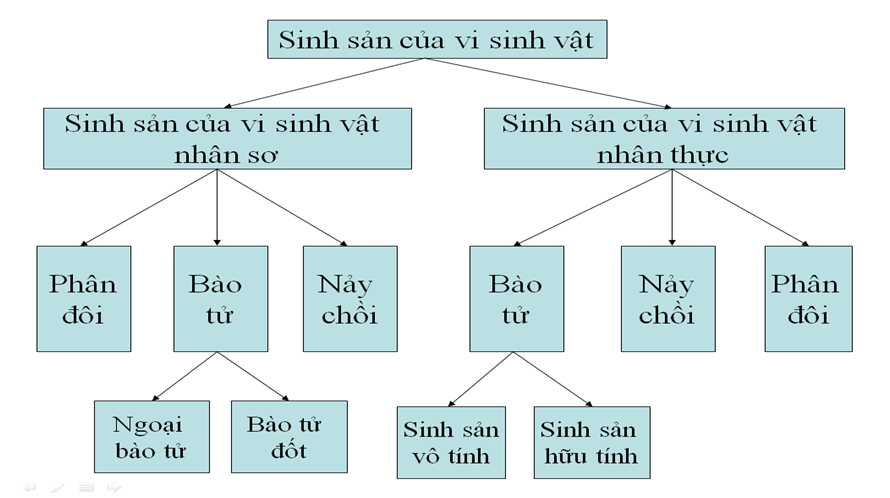 Lý thuyết Sinh học 10 Bài 33: Ôn tập phần sinh học vi sinh vật | Lý thuyết Sinh học 10 ngắn gọn