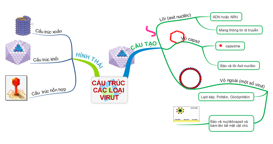 Lý thuyết Sinh học 10 Bài 33: Ôn tập phần sinh học vi sinh vật | Lý thuyết Sinh học 10 ngắn gọn