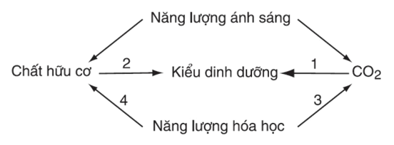 Lý thuyết Sinh học 10 Bài 33: Ôn tập phần sinh học vi sinh vật | Lý thuyết Sinh học 10 ngắn gọn