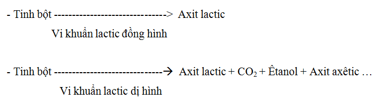 Lý thuyết Sinh học 10 Bài 23: Quá trình tổng hợp và phân giải các chất ở vi sinh vật | Lý thuyết Sinh học 10 ngắn gọn