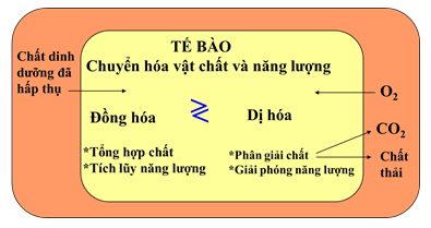 Lý thuyết Sinh học 10 Bài 23: Quá trình tổng hợp và phân giải các chất ở vi sinh vật | Lý thuyết Sinh học 10 ngắn gọn