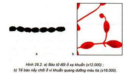 Lý thuyết Sinh học 10 Bài 26: Sinh sản của vi sinh vật | Lý thuyết Sinh học 10 ngắn gọn