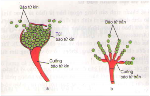 Lý thuyết Sinh học 10 Bài 26 Kết nối tri thức, Chân trời sáng tạo