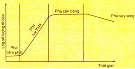 Sinh học 10 Bài 25: Sinh trưởng của vi sinh vật