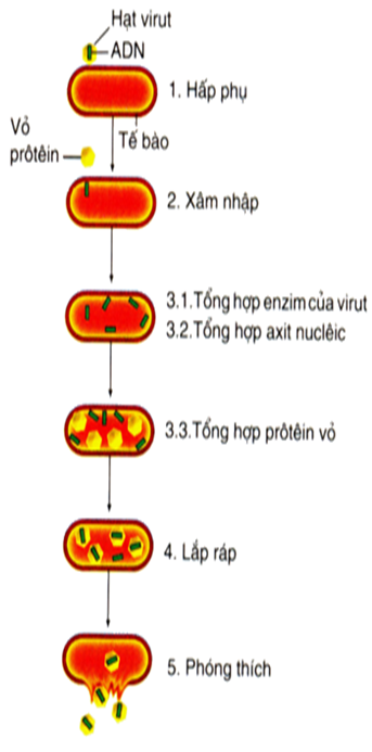Sinh học 10 Bài 30: Sự nhân lên của virut trong tế bào chủ