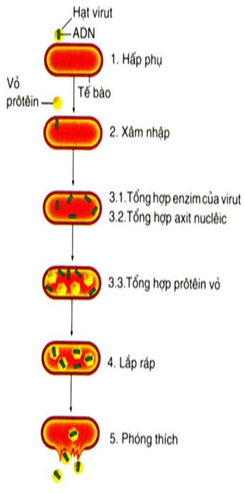 Lý thuyết Sinh học 10 Bài 30: Sự nhân lên của virut trong tế bào chủ | Lý thuyết Sinh học 10 ngắn gọn