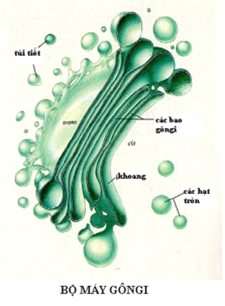 Sinh học 10 Bài 8: Tế bào nhân thực