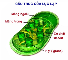 Lý thuyết Sinh học 10 Bài 9: Tế bào nhân thực (tiếp theo) | Lý thuyết Sinh học 10 ngắn gọn