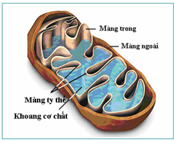 Lý thuyết Sinh học 10 Bài 9: Tế bào nhân thực (tiếp theo) | Lý thuyết Sinh học 10 ngắn gọn