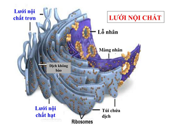 Sinh học 10 Bài 8: Tế bào nhân thực